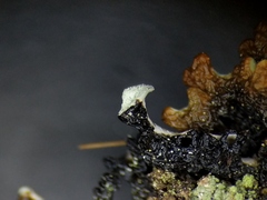 Hypogymnia incurvoides