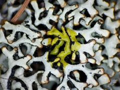 Hypogymnia incurvoides
