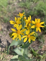 Senecio ampullaceus