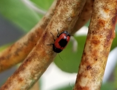 Cryptocephalus notatus