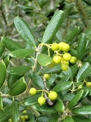 Jacquinia keyensis
