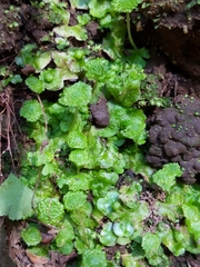 Cryptomitrium tenerum