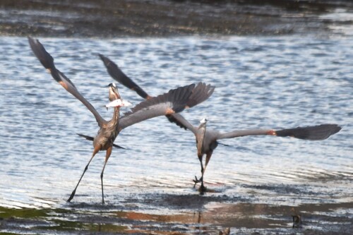 Great Blue Heron photographed in Delaware