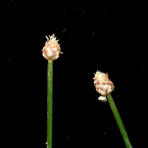 Eleocharis geniculata, photograph 6