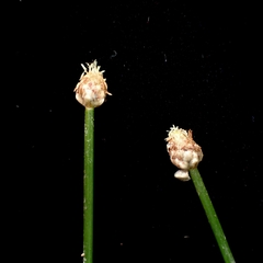 Eleocharis geniculata, photograph (c) Kurt Miller, some rights reserved (CC BY-SA)