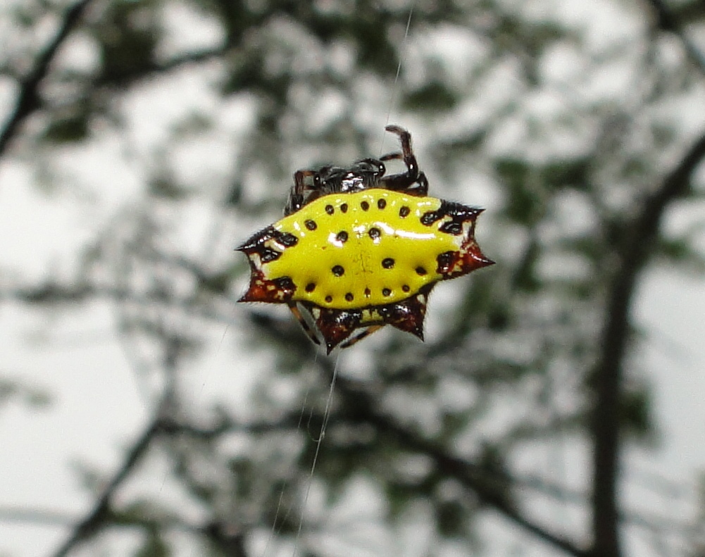 Gasteracantha cancriformis image