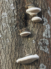 Phellinus populicola