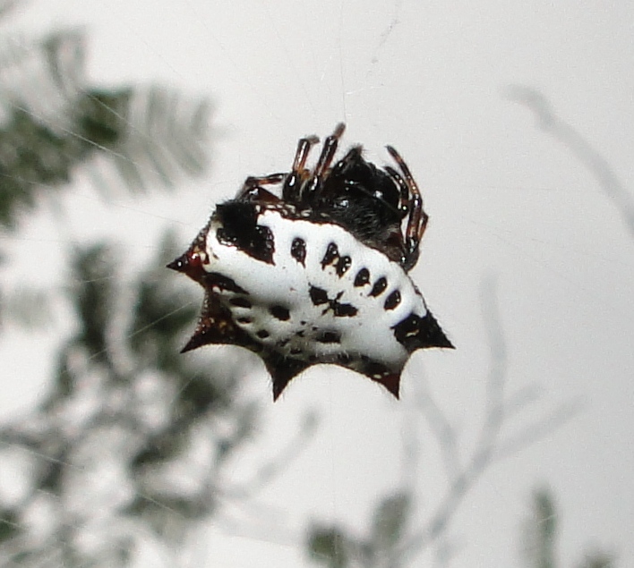 Gasteracantha image