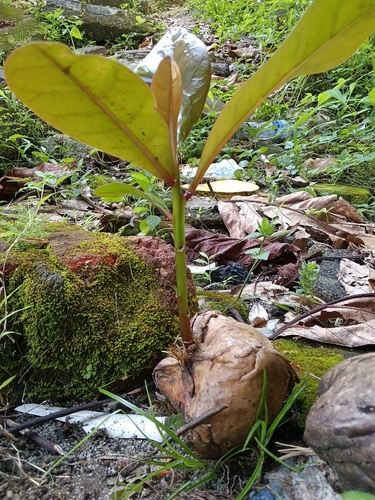 Barringtonia asiatica