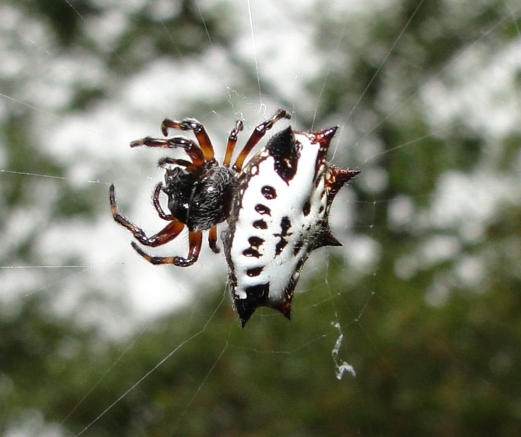 Gasteracantha image