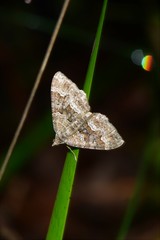 Xanthorhoe strumosata