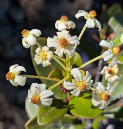Baloghia drimiflora observed 2026-04-30