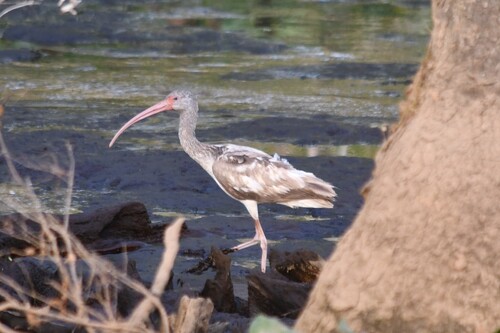 White Ibis photographed in Delaware