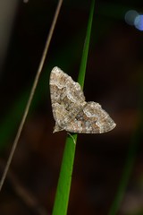 Xanthorhoe strumosata