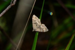 Xanthorhoe strumosata