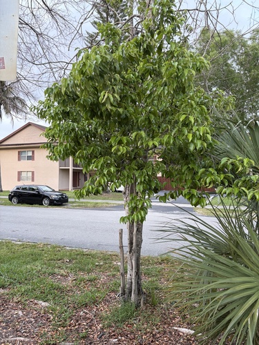 Prunus myrtifolia