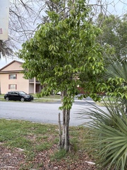 Prunus myrtifolia