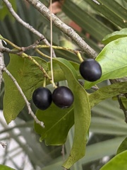 Prunus myrtifolia, photograph (c) BTrentler, some rights reserved (CC BY)