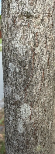 Prunus myrtifolia, photograph 6