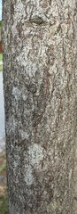 Prunus myrtifolia, photograph (c) BTrentler, some rights reserved (CC BY)
