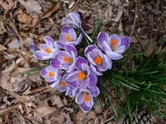 Crocus vernus