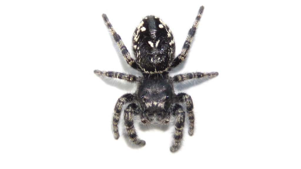 Boreal Jumping Spider