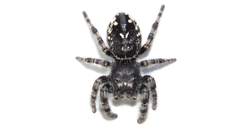 Boreal Tufted Jumping Spider