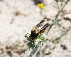 Ripiphorus rex