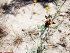 Ripiphorus rex