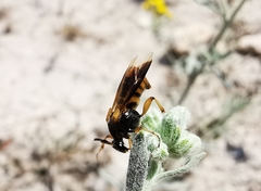 Ripiphorus rex
