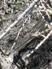 Malacosoma californica