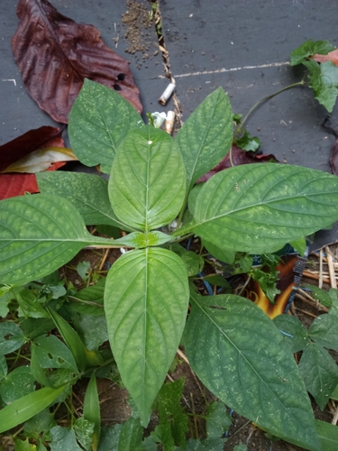 Asystasia intrusa
