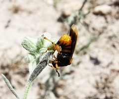 Ripiphorus rex