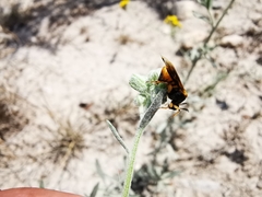 Ripiphorus rex
