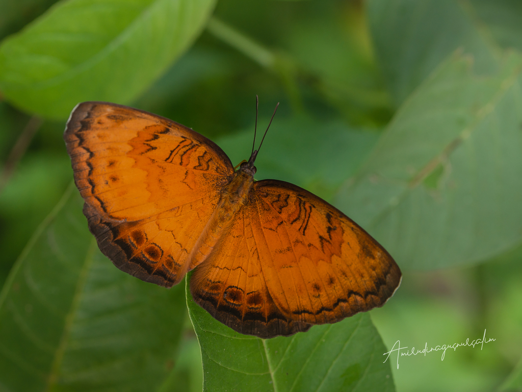 Ariadne merionoides