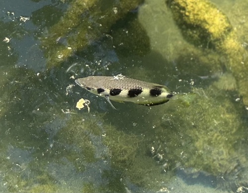 Toxotes jaculatrix