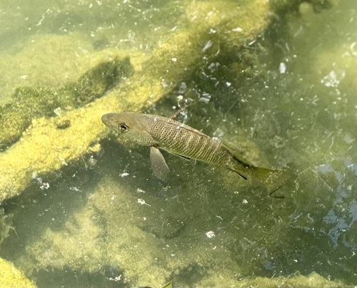 Lutjanus argentimaculatus