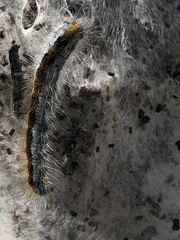 Malacosoma californica