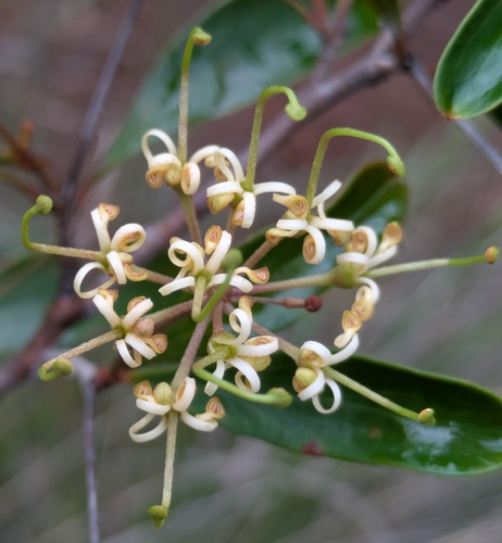 Stenocarpus trinervis observed 2026-04-29