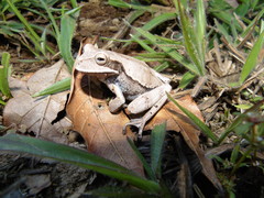 Niceforo's Marsupial Frog photo 2