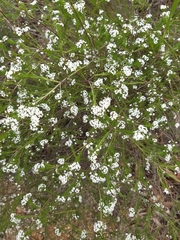 Platysace linearifolia