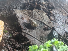 Cochlicopa lubrica