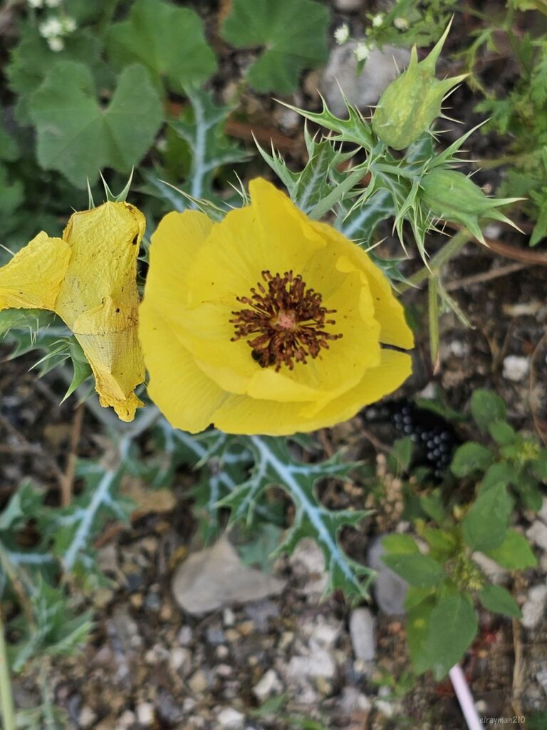 Argemone superba