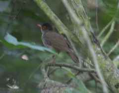 Catharus mexicanus