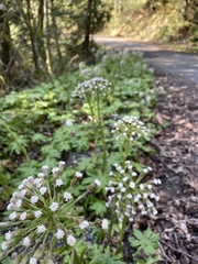 Petasites frigidus palmatus