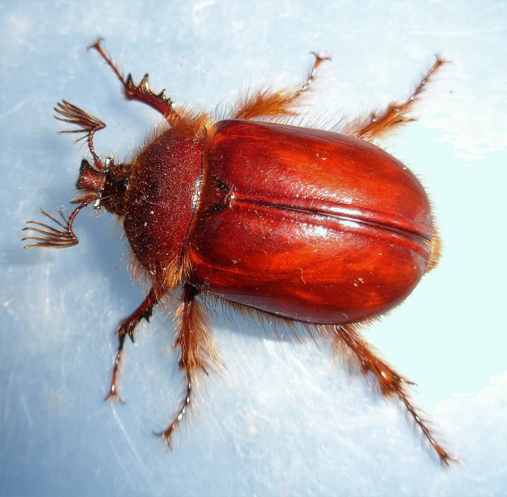 Sierran Rain Beetle