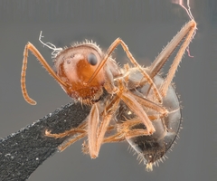 Endiodioctes