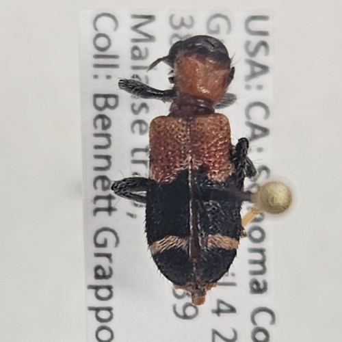 Thanasimus repandus