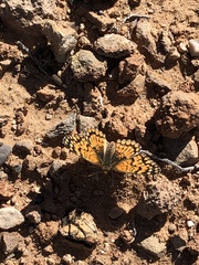 Chlosyne acastus robusta