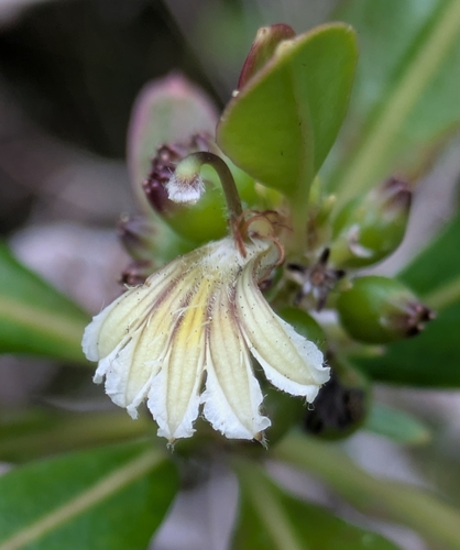 Scaevola cylindrica observed 2026-04-28